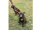 Adopt Tater a Brindle - with White Pit Bull Terrier / Mixed dog in Horn Lake