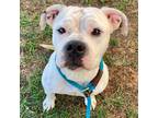 Adopt Adara a White - with Black Boxer / American Staffordshire Terrier / Mixed