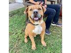 Adopt Coco a Tan/Yellow/Fawn - with White American Pit Bull Terrier / Mixed dog