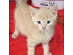 Adopt Flame a Domestic Short Hair