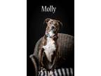 Adopt Molly a Brindle Mixed Breed (Medium) / Mixed dog in North Myrtle Beach