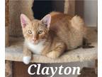 Adopt Clayton a Orange or Red Tabby Domestic Shorthair (short coat) cat in Toms