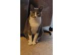 Adopt Chanel a Gray or Blue (Mostly) Domestic Shorthair (short coat) cat in