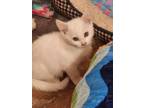 Adopt HAZEL a White Domestic Shorthair / Mixed (short coat) cat in Calimesa