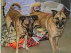 Adopt Buster & Bear (Neutered) a Brown/Chocolate - with Black Shepherd (Unknown