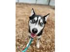 Adopt Zek a Black - with Gray or Silver Siberian Husky / Mixed dog in Kent