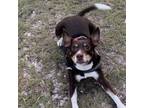 Adopt COPPER a Jack Russell Terrier, Rat Terrier