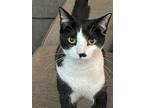 Adopt Cattie Bree a Black & White or Tuxedo Domestic Shorthair (short coat) cat