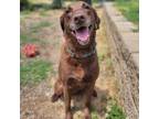 Adopt Maple a Brown/Chocolate Labrador Retriever / Mixed dog in Easton