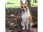 Adopt Precious a Tan/Yellow/Fawn Boxer / Pembroke Welsh Corgi / Mixed dog in
