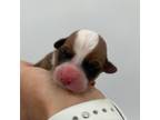 Cavapoo Puppy for sale in Fairbank, IA, USA