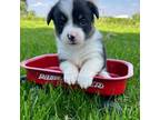Pembroke Welsh Corgi Puppy for sale in Fairbank, IA, USA