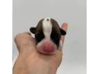 Cardigan Welsh Corgi Puppy for sale in Fairbank, IA, USA