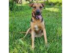 Adopt Brutis a Black German Shepherd Dog / Mixed dog in Jupiter, FL (36131671)
