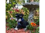 Schnauzer (Miniature) Puppy for sale in Agra, OK, USA