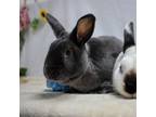 Adopt Friday (bonded to Frida) a Satin / Mixed rabbit in San Diego