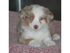 Mutt Puppy for sale in Glencoe, MN, USA