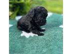 Poodle (Toy) Puppy for sale in Lenoir, NC, USA