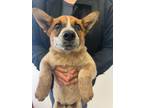 Adopt Beau a Australian Cattle Dog / Blue Heeler