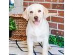 Labrador Retriever Puppy for sale in Syracuse, IN, USA