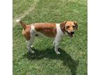 Adopt Benny a Hound, Jack Russell Terrier