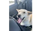 Adopt Hutch a White Shepherd (Unknown Type) / Mixed dog in Anderson
