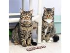 Adopt Not Boots (bonded with Boots) a Brown or Chocolate Domestic Shorthair /