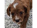 Cavapoo Puppy for sale in Clinton, MO, USA