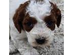 Cavapoo Puppy for sale in Clinton, MO, USA