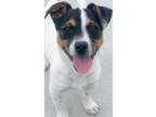 Adopt Oreo a Jack Russell Terrier