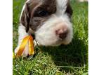 English Springer Spaniel Puppy for sale in Rock Valley, IA, USA