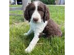 English Springer Spaniel Puppy for sale in Rock Valley, IA, USA