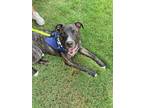 Adopt Shuga Cain - IN FOSTER a Brindle Mixed Breed (Large) / Mixed dog in
