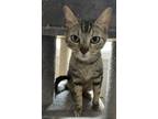 Adopt Mandy a Brown Tabby Domestic Shorthair (short coat) cat in Watonga
