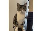 Adopt Jett a Brown Tabby Tabby (short coat) cat in Watonga, OK (38461889)