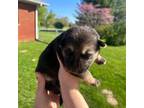 German Shepherd Dog Puppy for sale in Springfield, IL, USA