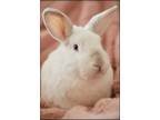Adopt Matthew - IN FOSTER a White American / American / Mixed rabbit in