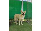 Adopt Gowoon a Brown/Chocolate - with White Shiba Inu / Jindo / Mixed dog in