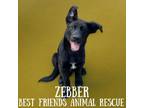 Adopt Zebber a Labrador Retriever