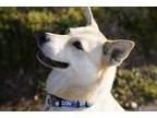 Adopt Joy a Tan/Yellow/Fawn - with White Akita / Jindo / Mixed dog in Palisades