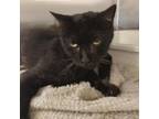 Adopt Sensi a All Black Domestic Shorthair / Mixed cat in Leesburg