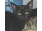 Adopt Siti a All Black Domestic Shorthair / Mixed cat in Leesburg, FL (33757555)