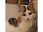 Adopt Tammy Kuwait_PawsandClaws - NOT YET AVAILABLE a Calico or Dilute Calico