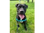 Adopt Eeyore a Black - with White Mixed Breed (Large) / Mixed dog in Lake