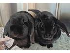 Adopt BOBEK a Black Lop, Holland / Lop, Holland / Mixed rabbit in Slinger