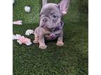 French Bulldog Puppy for sale in Bloomington, CA, USA