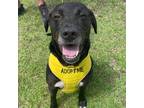 Adopt Koda a Black Mixed Breed (Large) / Mixed dog in Covington, LA (33845443)