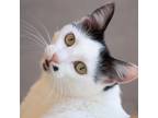 Adopt Marilyn a All Black Domestic Shorthair / Mixed cat in Kanab, UT (38094936)