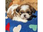 Shih Tzu Puppy for sale in Goshen, IN, USA