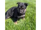 German Shepherd Dog Puppy for sale in Goshen, IN, USA